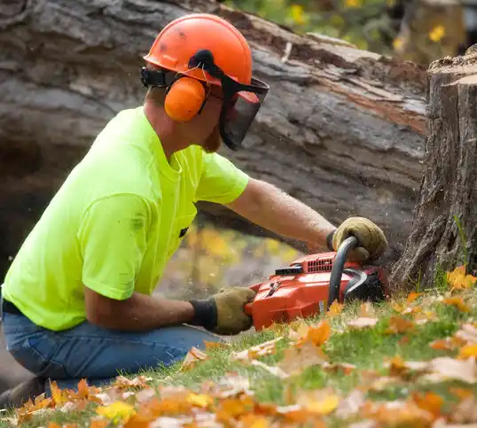 tree services Bridgewater